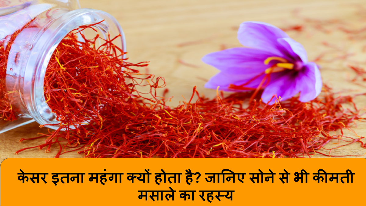 केसर इतना महंगा क्यों होता है_
