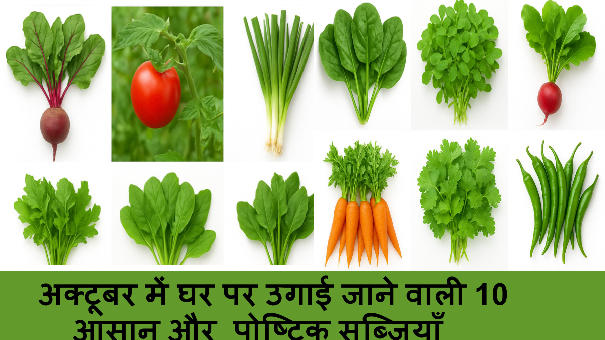 अक्टूबर में घर पर उगाई जाने वाली 10 आसान और पोष्टिक सब्ज़ियाँ