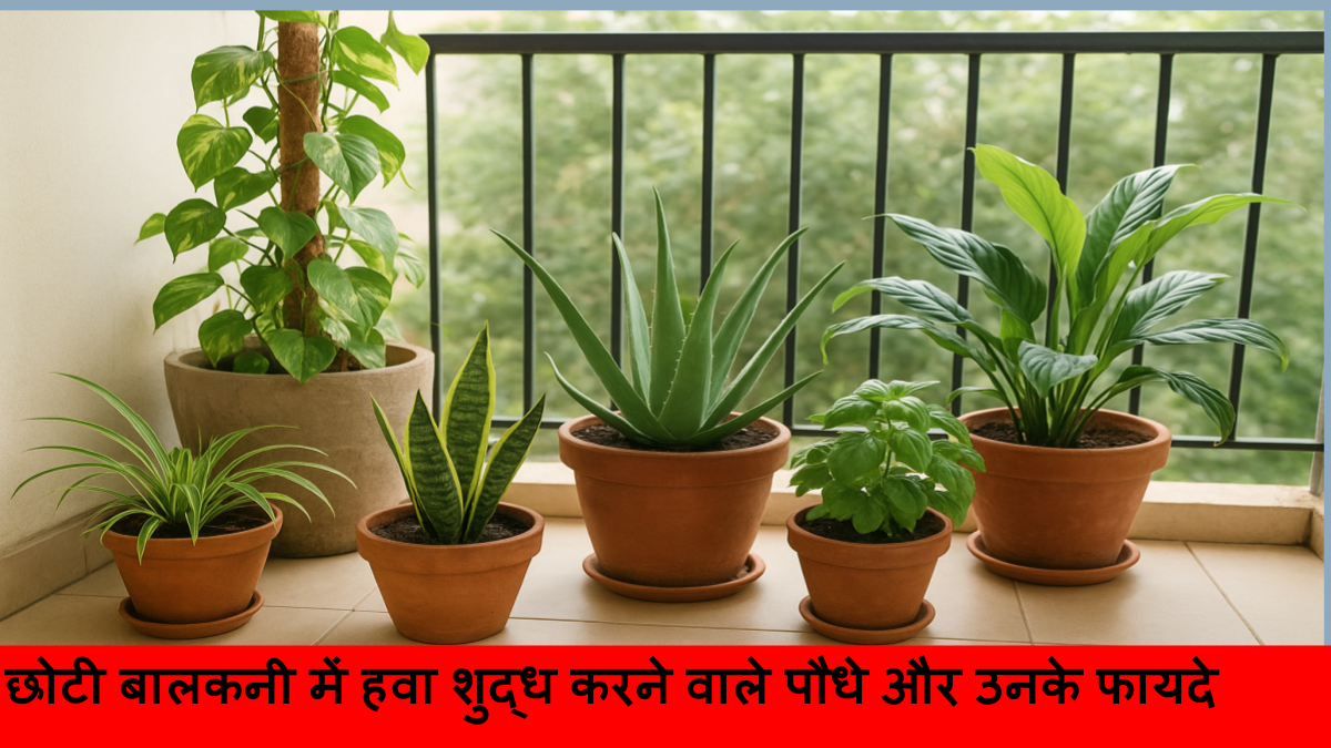 छोटी बालकनी में हवा शुद्ध करने वाले पौधे और उनके फायदे